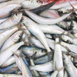 Fresh Sardine 1 Kg