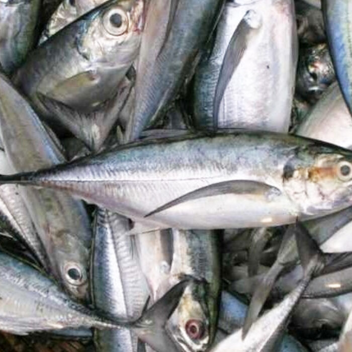 Mackerel-Fish